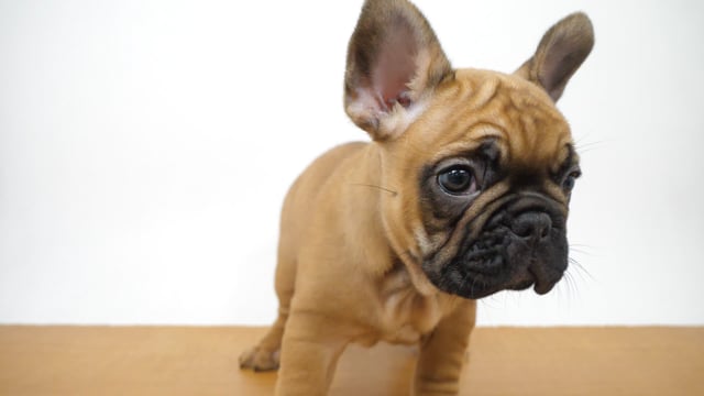 ときままページ　フレンチブルドッグ クリームさん4体 フレンチブルドッグ子犬クリーム｜愛知県ブリーダー名古屋