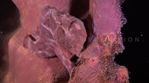 0320_Pink Frogfish at night