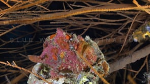 0322_Multi colored Frogfish sitting on shell