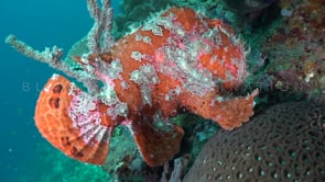 0325_Red Giant Frogfish walking over coral reef