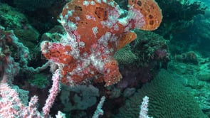 0326_Red Giant Frogfish swimming over coral reef
