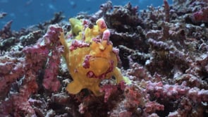 0093_Yellow warty frogfish on coral reef