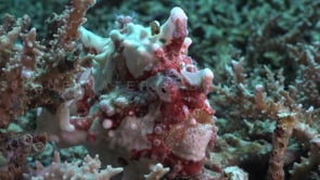 0094_Red and White Warty Frogfish close up