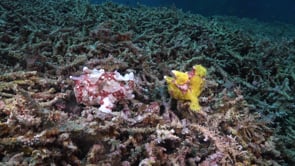 0095_Two Warty Frogfish walking over coral reef