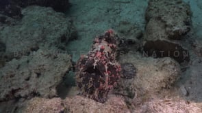0096_Shaggy Giant Frogfish on reef