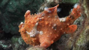 0098_Orange Warty Frogfish on coral reef
