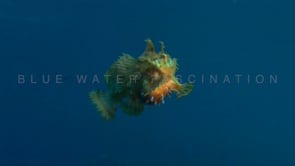 0100_Sargassum Frogfish swimming towards surface