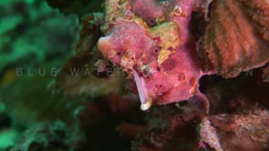 0099_Pink Frogfish close up on coral reef