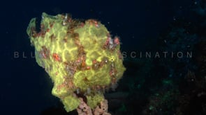 0101_Yellow Giant Frogfish at night
