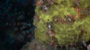 0103_Yellow Giant Frogfish close up on coral reef
