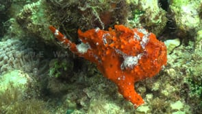 0117_Red Warty Frogfish on coral reef