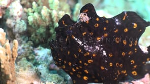 0302_Black Warty Frogfish open mouth
