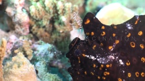 0303_Black Warty Frogfish fishing