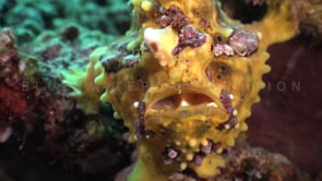 0306_Yellow Warty Frogfish close up