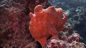 0091_Orange Giant Frogfish on coral reef