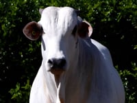 Lote 72