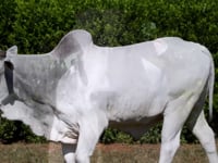 Lote 74