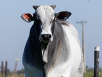 Lote 102