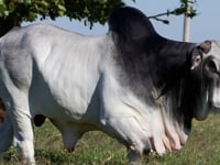 Lote 109