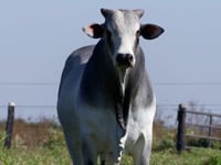 Lote 139