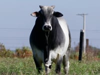 Lote 140