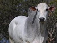Lote 178