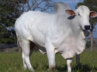 Lote 179