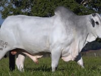 Lote 186