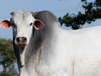 Lote 110