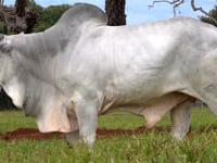 Lote 159
