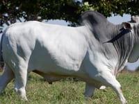Lote 137