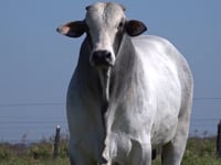 Lote 141