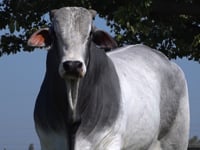 Lote 142
