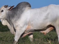 Lote 149