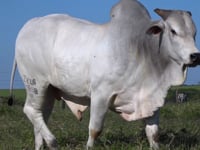 Lote 150