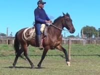 Lote 01