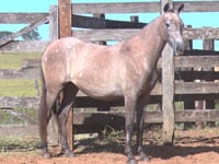 Lote 10
