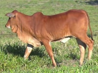Lote 12