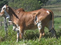 Lote 13