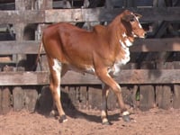 Lote 17