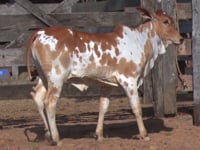 Lote 19