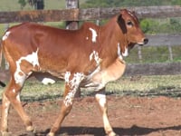 Lote 20