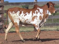 Lote 21