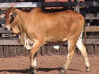 Lote 22