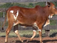 Lote 23