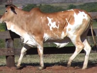 Lote 24