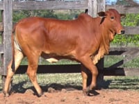 Lote 25