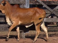 Lote 26