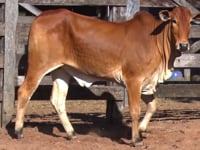 Lote 27