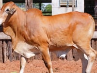 Lote 28